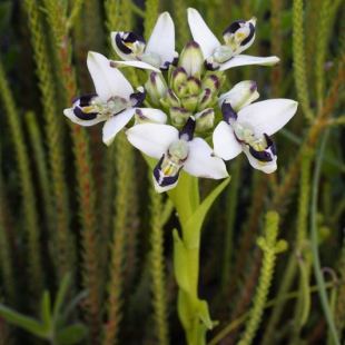 Disa bivalvata